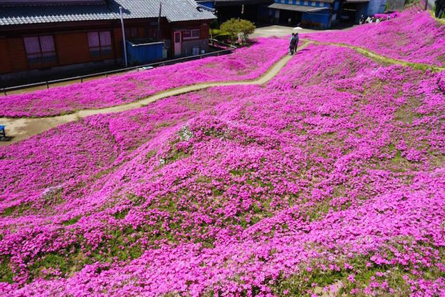 un-epoux-japonais-plante-plusieurs-hectares-de-fleurs-pour-consoler-sa-femme-aveugle